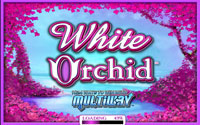 White Orchird Slots